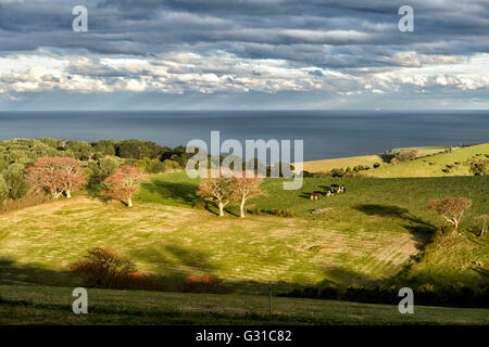 Eine Weide glüht im Abendlicht, Kiama, Illawarra Coast, New-South.Wales, NSW, Australien Stockfoto