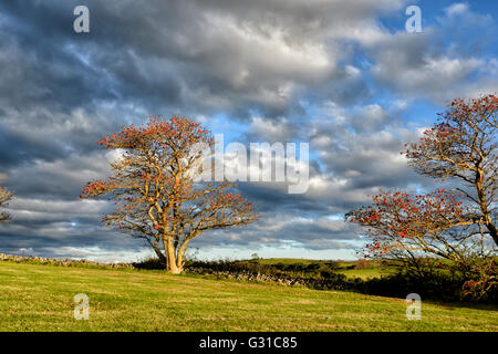 Blühende Illawarra Flametrees (Brachychiton Acerifolius) im Abendlicht, Kiama, New-South.Wales, NSW, Australien Stockfoto