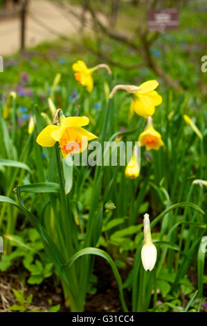 Gelbe Narzisse im Frühling im freien closeup Stockfoto