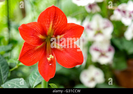 Horizontaler Position rot Hippeastrum Nahaufnahme Schuss Stockfoto