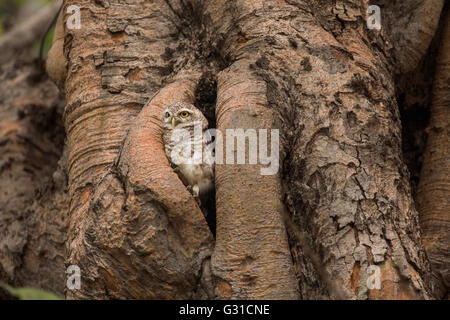 Gefleckte Owlet, Athene Brama, Leben in ihrer Heimat hohlen Baum Natur Stockfoto