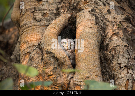 Gefleckte Owlet, Athene Brama, Leben in ihrer Heimat hohlen Baum Natur Stockfoto