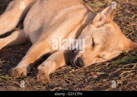 Puppy Hund schlafen auf Boden und morgen Sonnenlicht auf Körper Stockfoto