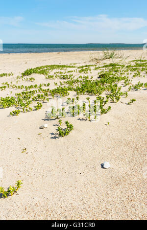 Ostsee wilden Sandstrand Küste Gras. Selektiven Fokus auf Vordergrund, Hintergrund in Unschärfe. Stockfoto