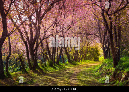 Kirschblüte rosa Sakura in Thailand mit bunten Blättern und ein Wanderweg führt in die Szene Stockfoto