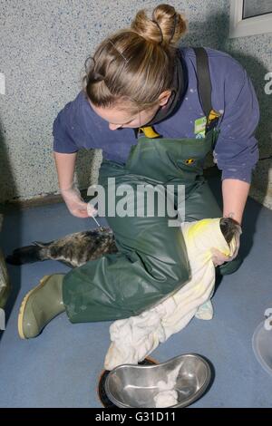 Verletzte Welpen der Kegelrobben (Halichoerus Grypus) injiziert mit Antibiotika, Cornish Seal Sanctuary Krankenhaus, Gweek, Cornwall, UK Stockfoto