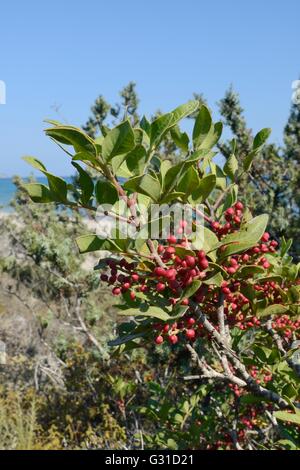 Mastixstrauch / Mastix (Pistacia Mastixsträuchern), die Quelle des Gum Mastix-Harz, mit Früchten, die Reifung in küstennahen Macchia, Kos, Griechenland. Stockfoto