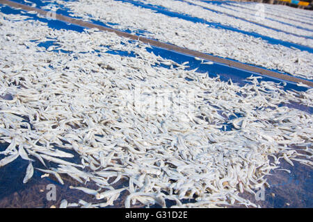Kleine gesalzene Fische getrocknet unter der Sonne in Chanthaburi Provinz, Thailand Stockfoto
