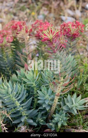 Breitblättrigen Glaucous Wolfsmilch / Myrtle Wolfsmilch (Euphorbia Myrsinites) am Kalkstein Berggipfel, Olymp, Lesbos, blühend Stockfoto