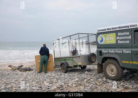 Kegelrobben Welpen (Halichoerus Grypus) in Richtung Meer am Release-Tag nach der Behandlung die Cornish Seal Sanctuary gerettet. Stockfoto