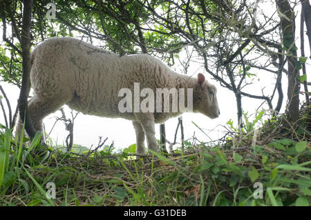 Ein Schaf stehend in Hecke in Cornwall, Großbritannien Stockfoto