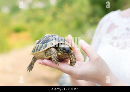 Schildkröte in der hand - auf palm Stockfoto