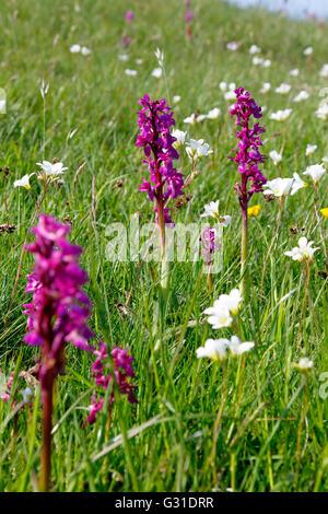 Frühe lila Orchideen, Cressbrook Dale, Peak District National Park, Derbyshire, England, UK. Stockfoto