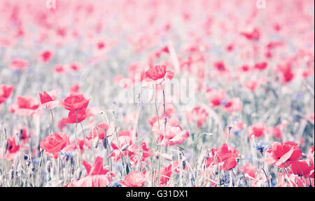 Vintage getönten Mohn Blumen, geringe Schärfentiefe, natürlichen künstlerischen Hintergrund. Stockfoto