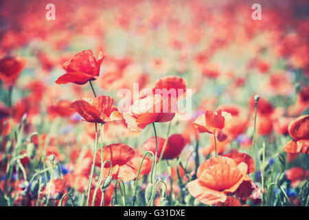 Vintage getönten Mohn Blumen, geringe Schärfentiefe, natürlichen künstlerischen Hintergrund. Stockfoto