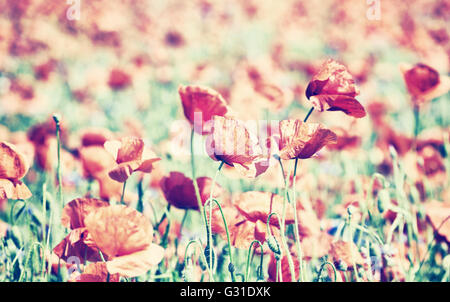 Vintage getönten Mohn Blumen, geringe Schärfentiefe, natürlichen künstlerischen Hintergrund. Stockfoto