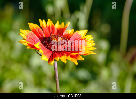 Gaillardia Blume im Garten auf grünem Hintergrund. Close-up Stockfoto