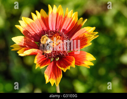 Gaillardia Blume mit Hummel im Garten auf grünem Hintergrund. Close-up Stockfoto