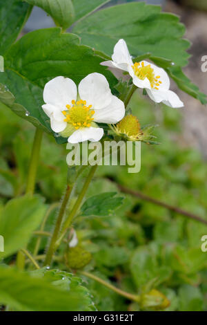 Garten-Erdbeere - Fragaria X Ananassa zwei Blumen Stockfoto