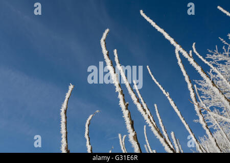 Eckernfoerde, Deutschland, Raureifbedeckte Zweige an den Ufern des Windebyer Noors Stockfoto