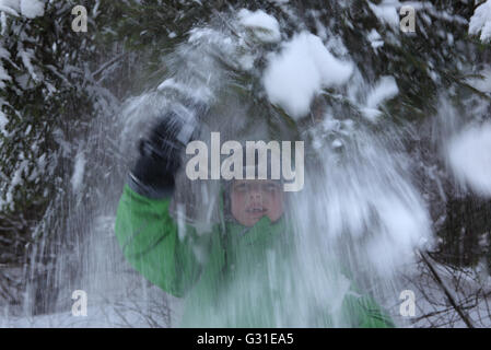 Neuenhagen, Deutschland, junge schüttelt den Wald Schnee von den Ästen eine Tanne Stockfoto