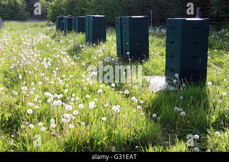 Prangendorf, Deutschland, Bienenstöcke stehen auf einer Wiese Stockfoto