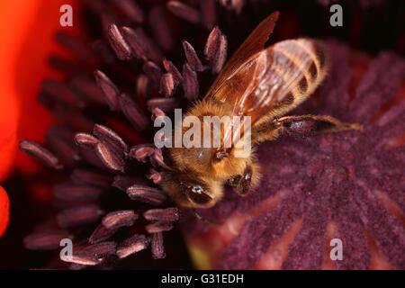 Briescht, Deutschland, Honigbiene sammelt Nektar in eine mohnbluete Stockfoto