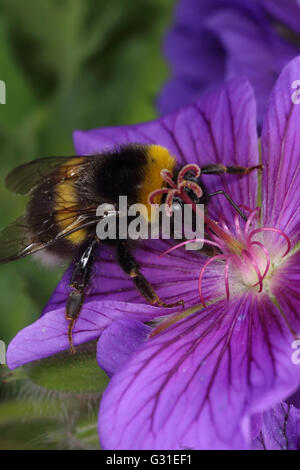 Briescht, Deutschland, Bumblebee sammelt Nektar aus eine violette Blüte Stockfoto