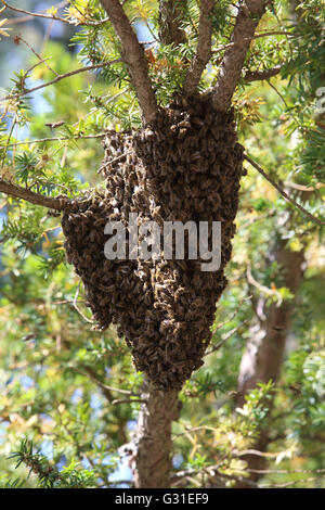 Berlin, Deutschland, hängt Bienenstöcke als Trauben in einer Baumkrone Stockfoto