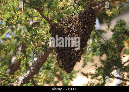 Berlin, Deutschland, hängt Bienenstöcke als Trauben in einer Baumkrone Stockfoto