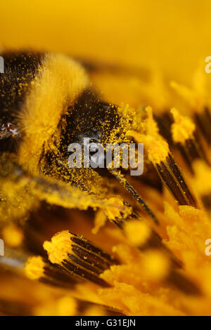 Torre Alfina, Italien, Bumblebee sammelt Pollen von einer Sonnenblume Stockfoto