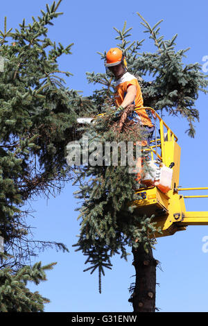 Magdeburg, Deutschland, Holzfäller durch eine Hubarbeitsbühne von einem großen Weihnachtsbaum geschnitten Stockfoto