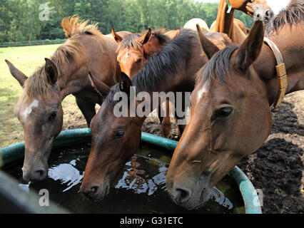 Schwerin, Deutschland, Stute und Fohlen zusammen trinken Wasser aus einem Trog Stockfoto