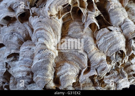 Torre Alfina, Italien, Detail einer Hornissen-Nest Stockfoto