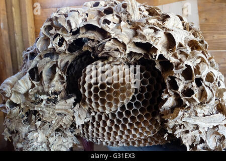 Torre Alfina, Italien, Hornets Nest Stockfoto