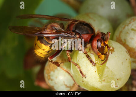 Briescht, Deutschland, Hornet nagt an Weintraube Stockfoto