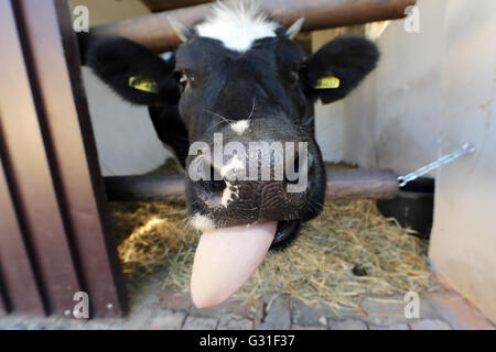 Neuenhagen, Deutschland, ihre Zunge Molkerei herausragt. Stockfoto