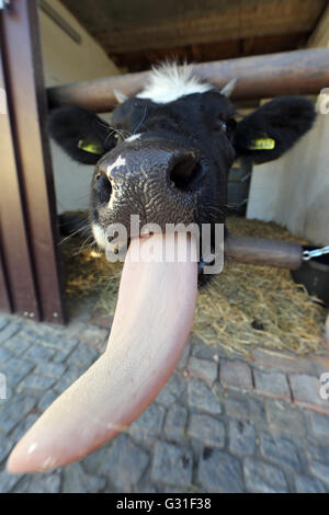 Neuenhagen, Deutschland, ihre Zunge Molkerei herausragt. Stockfoto