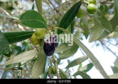 Taormia, Italien, Reifen Oliven auf einem Baum Stockfoto