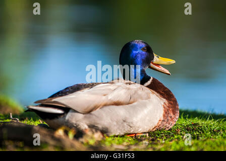 Eine schöne männliche Stockente sitzen an einem Teich, Schweden. Stockfoto