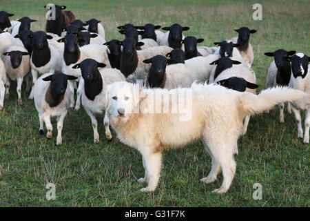 Neue K twin, Deutschland, Pyrenaeenberghund bewacht eine Herde Dorperschafe Stockfoto