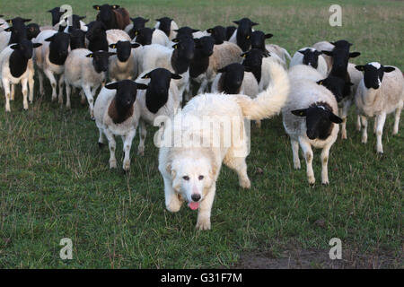 Neue K twin, Deutschland, Pyrenaeenberghund bewacht eine Herde Dorperschafe Stockfoto