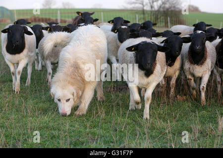 Neue K twin, Deutschland, Pyrenaeenberghund bewacht eine Herde Dorperschafe Stockfoto