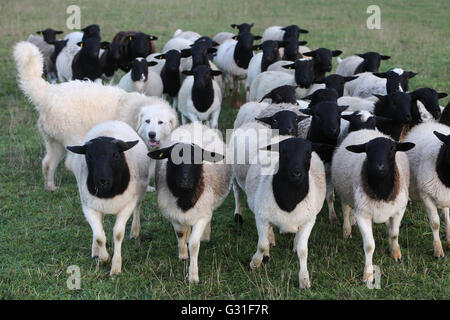 Neue K twin, Deutschland, Pyrenaeenberghund bewacht eine Herde Dorperschafe Stockfoto