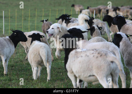 Neue K twin, Deutschland, Pyrenaeenberghund bewacht eine Herde Dorperschafe Stockfoto