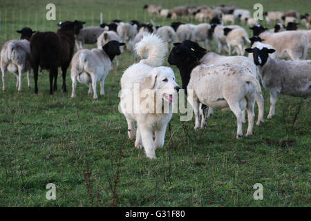 Neue K twin, Deutschland, Pyrenaeenberghund bewacht eine Herde Dorperschafe Stockfoto