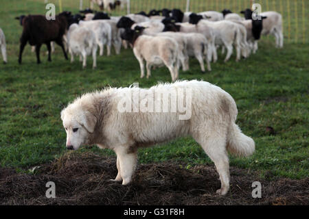 Neue K twin, Deutschland, Pyrenaeenberghund bewacht eine Herde Dorperschafe Stockfoto