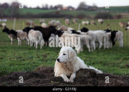 Neue K twin, Deutschland, Pyrenaeenberghund bewacht eine Herde Dorperschafe Stockfoto