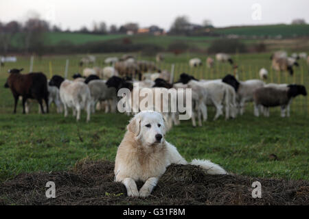 Neue K twin, Deutschland, Pyrenaeenberghund bewacht eine Herde Dorperschafe Stockfoto