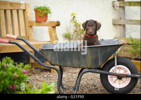 10 Wochen alten chocolate Labrador-Welpe in eine alte Schubkarre in einem Landschaftsgarten sitzen Stockfoto